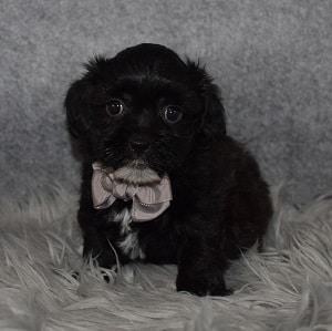 Teddypoo Puppy For Sale – Dalton, Male – Deposit Only