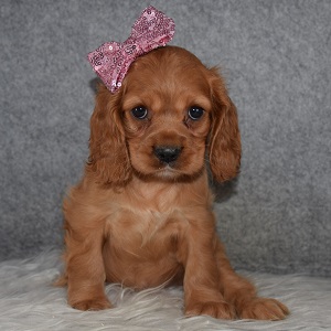 Cockalier Puppy For Sale – Maple, Female – Deposit Only