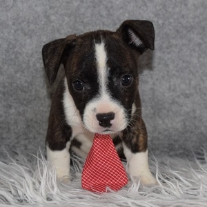 BoJack Puppy For Sale – Matt, Male – Deposit Only