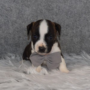 BoJack Puppy For Sale – Pony, Male – Deposit Only