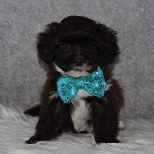 Teddypoo Puppy For Sale – Ryan, Male – Deposit Only