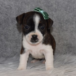 BoJack Puppy For Sale – Billie, Female – Deposit Only