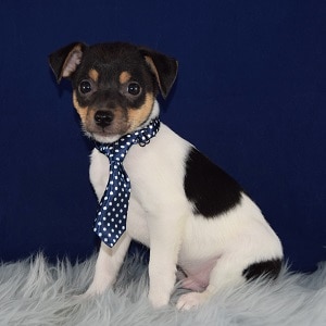 Rat Terrier Puppy For Sale – Wolf, Male – Deposit Only