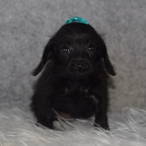 Doxiepoo Puppy For Sale – Bonnie, Female – Deposit Only