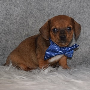 Chiweenie Puppy For Sale – Mustard, Male – Deposit Only