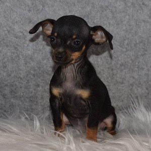 Chiweenie Puppy For Sale – Thora, Female – Deposit Only