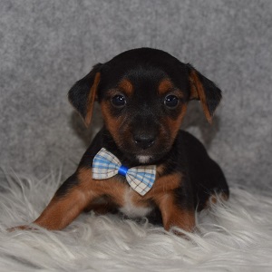 Yorkie Russell Puppy For Sale – Chandler, Male – Deposit Only