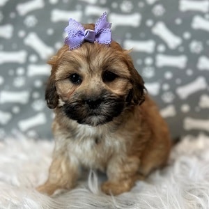 Teddypoo Puppy For Sale – Daiquiri, Female – Deposit Only