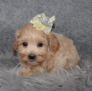 Teddypoo Puppy For Sale – Daphne, Female – Deposit Only