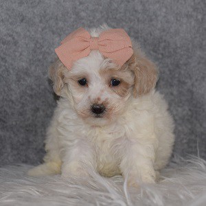 Maltipoo Puppy For Sale – Gemini, Female – Deposit Only