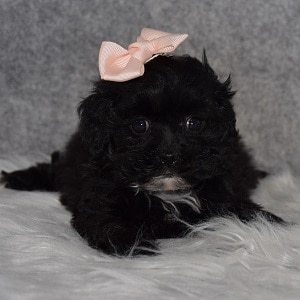 Teddypoo Puppy For Sale – Hermione, Female – Deposit Only