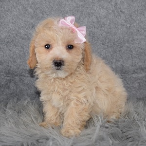 Female Maltipoo Puppy For Sale Lucia | Puppies For Sale in ...
