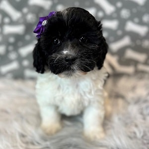Teddypoo Puppy For Sale – Martini, Female – Deposit Only