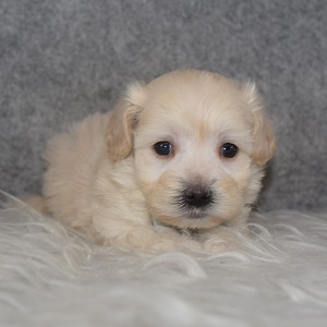Maltipoo Puppy For Sale – Parker, Male – Deposit Only