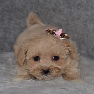 Teddypoo Puppy For Sale – Persephone, Female – Deposit Only