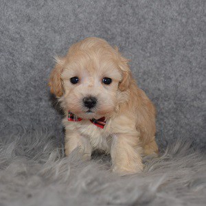 Maltipoo Puppy For Sale – Peter, Male – Deposit Only