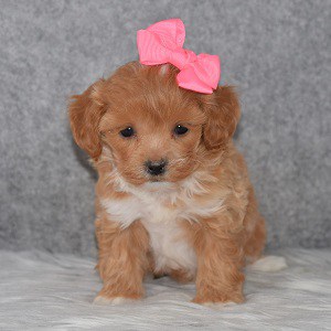 Teddypoo Puppy For Sale – Rylie, Female – Deposit Only