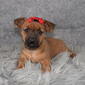 Yorkie Russell Puppy For Sale – Sarah, Female – Deposit Only