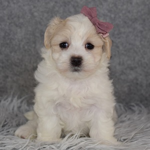 Maltipoo Puppy For Sale – Sassy, Female – Deposit Only