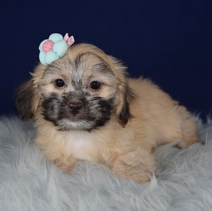 Hava Tzu Puppy For Sale – Whitley, Female – Deposit Only
