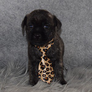 Pugland Puppy For Sale – Brewster, Male – Deposit Only