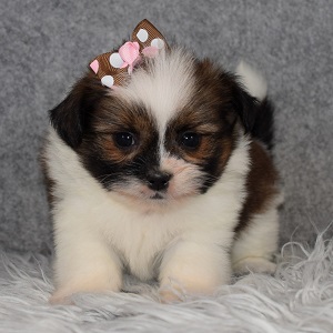 Shih Pom Puppy For Sale – Flouncy, Female – Deposit Only