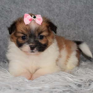 Shih Pom Puppy For Sale – Frilly, Female – Deposit Only