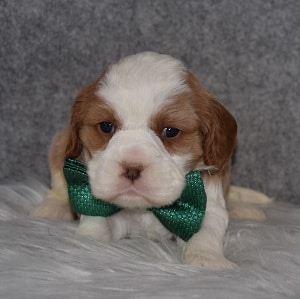 Cavapoo Puppy For Sale – Jack, Male – Deposit Only
