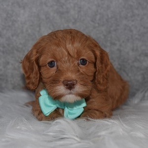 Cavapoo Puppy For Sale – Mickey, Male – Deposit Only