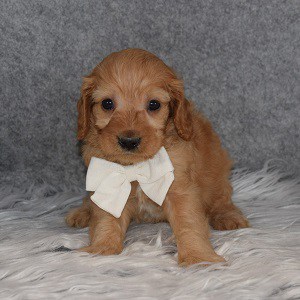 Cavapoo Puppy For Sale – Monaco, Male – Deposit Only