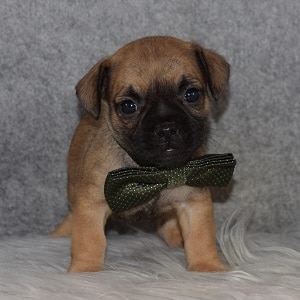 French Jug Puppy For Sale – Patton, Male – Deposit Only