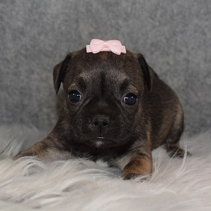 French Jug Puppy For Sale – Peppa, Female – Deposit Only