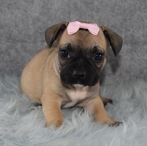 FrenchJug Puppy For Sale – Prancer, Female – Deposit Only