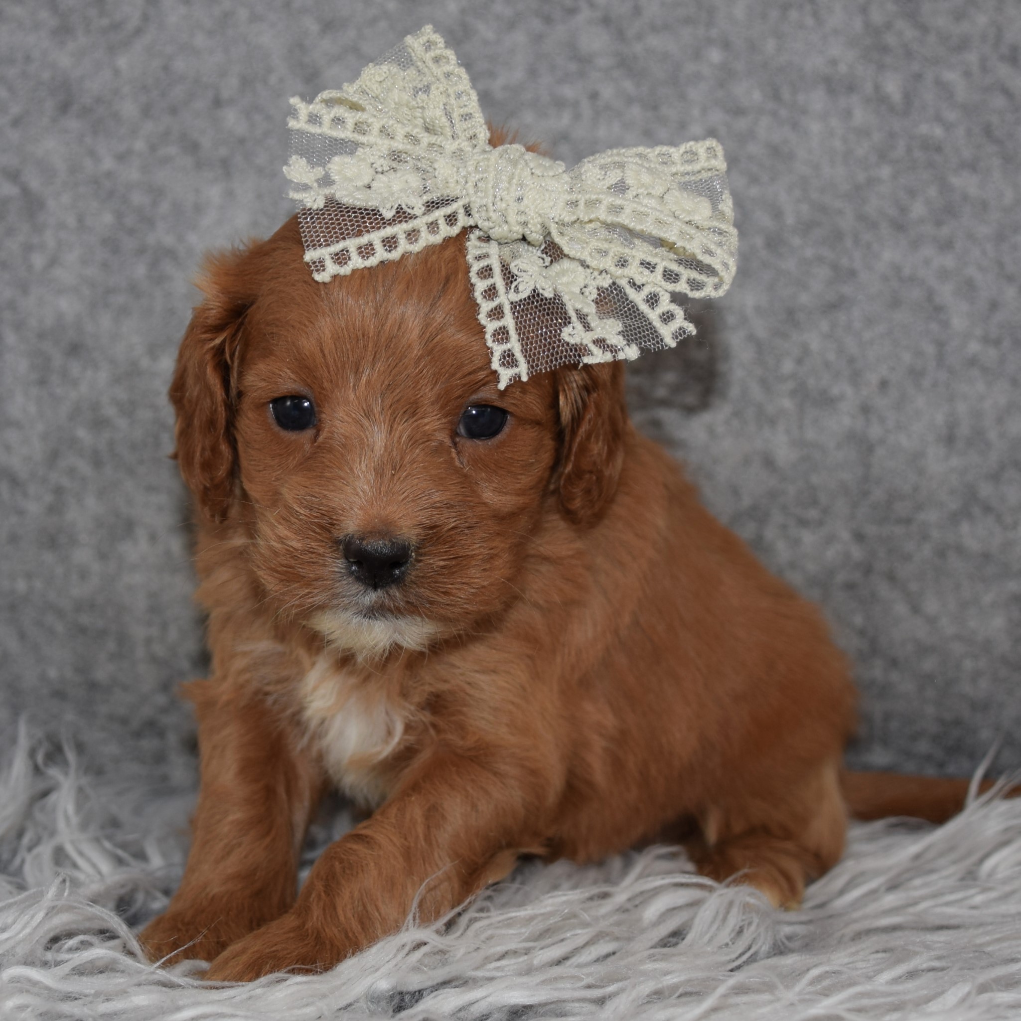 Cavapoo Puppy For Sale – Rhubarb, Female – Deposit Only