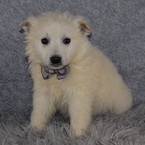 American Eskimo Puppy For Sale – Avalanche, Male – Deposit Only