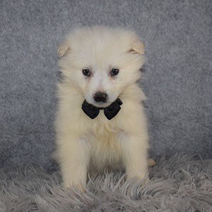 American Eskimo Puppy For Sale – Blizzard, Male – Deposit Only