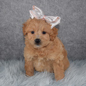 Female Eskipoo Puppy For Sale Cleo | Puppies For Sale in PA MD NJ NY