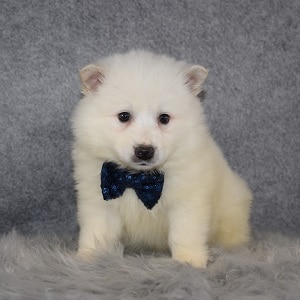 American Eskimo Puppy For Sale – Hemingway, Male – Deposit Only