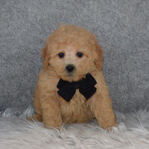 Eskipoo Puppy For Sale – Marshall, Male – Deposit Only