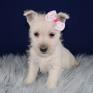 Westie Puppy For Sale – Monroe, Female – Deposit Only