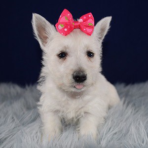 Westie Puppy For Sale – Temple, Female – Deposit Only