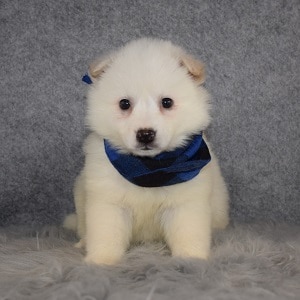 American Eskimo Puppy For Sale – Twain, Male – Deposit Only