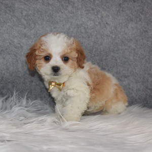 Cavapoo Puppy For Sale – Adam, Male – Deposit Only