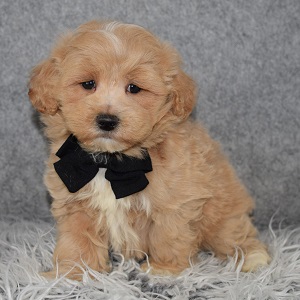 Maltipoo Puppy For Sale – Baloo, Male – Deposit Only