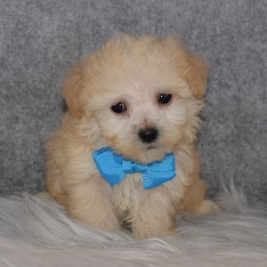 Maltipoo Puppy For Sale – Clover, Male – Deposit Only