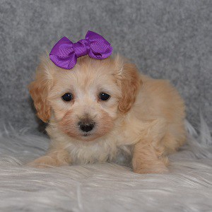 Maltipoo Puppy For Sale – Cordelia, Female – Deposit Only