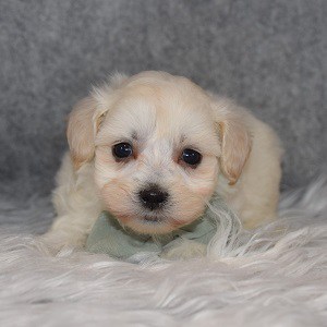 Maltipoo Puppy For Sale – Dawson, Male – Deposit Only