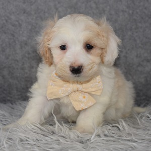 Maltipoo Puppy For Sale – Declan, Male – Deposit Only