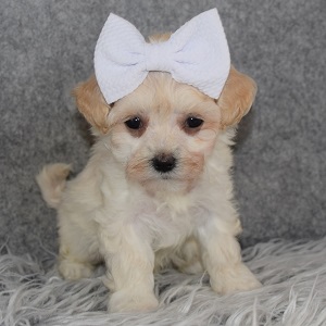 Maltipoo Puppy For Sale – Delaney, Female – Deposit Only