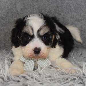 Maltipoo Puppy For Sale – Denim, Male – Deposit Only